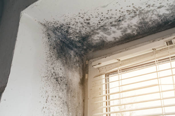 Affordable Commercial Mold Remediation solutions in Hallwood, VA